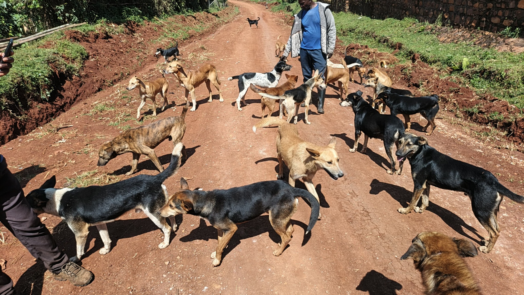 Dogs Conclave